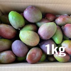 沖縄県産 漬物用 青マンゴー・グリーンマンゴー1kg①