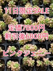 a*s様 B1505-4×15苗 ギョクシキキン アエオニウム 抜き苗 多肉植物 新入荷 ギョクシキン アエオニウム ZM1505×15鉢 抜き苗 多肉植物