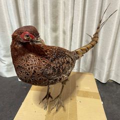 中国産 錦鶏鶏剥製 最終値下げ！中国産 錦鶏鶏剥製 - メルカリ