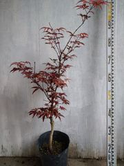 モミジ 夏金葉｜イロハモミジ系 H90cm前後｜紅葉 カエデ 接木 庭木盆栽