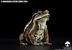 1 / 10 LIFEGE 1/1 ニホンヒキガエル カエル 動物 フィギュア おもちゃ 模型