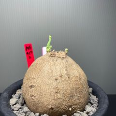 ステファニア　エレクタ　発根済　発芽済