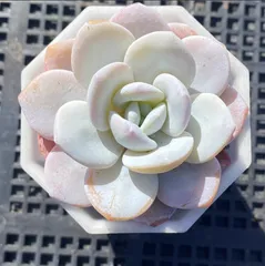 超可愛いラウイ 多肉植物 エケベリア