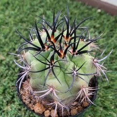 サボテン ネオポルテリア  暗黒玉