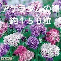 【花の種】約１５０粒　アゲラタム　タイムレスミックス　0.1ｍｌ　高性　切花にも