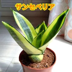 ☆S-38 希少 サンスベリア ヘッジホッグ 鉢ごとメルカリ発送 ☆S-38 希少 サンスベリア ヘッジホッグ 鉢ごとメルカリ発送