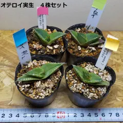 2024年最新】SEEDINGの人気アイテム - メルカリ