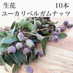 生花 ユーカリ ベルガムナッツ 7/4撮影 ドライフラワー 実 10本