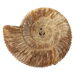 2026年最新】大型アンモナイトの人気アイテム - メルカリ