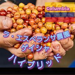 コロンビア★ ラ・エスペランサ農園 ゲイシャ ハイブリッドウォッシュ★スペシャリティコーヒー　200g入り★コロンビア珈琲豆★自家焙煎コーヒー豆★エムリバーサイドコーヒー