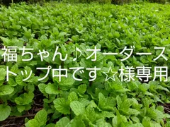 福ちゃん♪オーダーストップ中です様専用