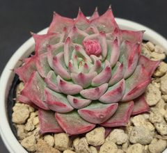エケベリア 原種 チワワエンシスイエコラ 小さめの個体 花芽あり。chihuahuaensis Yecora ケーレス実生苗 月曜or火曜日発送