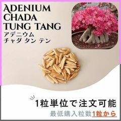 【種子】アデニウム チャダ タン テン / セット割あり 数量1粒から購入OK