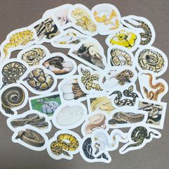 【商品番号S04】　ボールパイソンのフレークシール　爬虫類　ヘビ　蛇　パイソン　シール