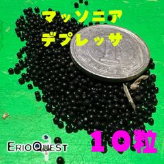 マッソニア デプレッサ ES16665 10粒