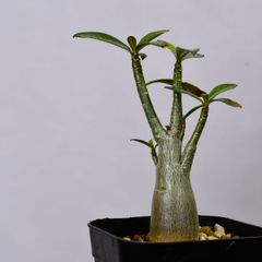 3N3 実生 アデニウム ソマレンセ コーデックス 塊根植物 アデニウムソマレンセ