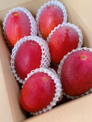 宮崎県産 完熟マンゴー 2kg