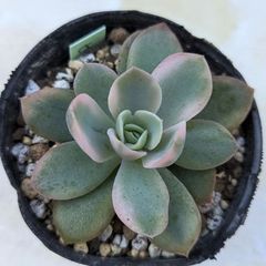 多肉植物　ピンクベラ錦