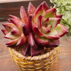 MA088	パンタイ	【イータニク】多肉植物　韓国苗　第四種郵便発送
