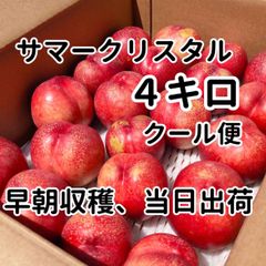 【7月上中旬発送】サマークリスタル（長野生まれのネクタリン）4kg 早朝収穫、同日出荷、クール配送