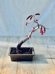 真弓　紅千石　小品盆栽　まゆみ　べにせんごく