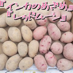 種芋 ◯　Sサイズのジャガイモ『インカのめざめ/レッドムーン』各 約500g　合計1,000g以上