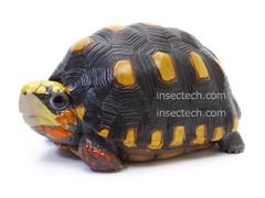 【動物の惑星】アカアシガメ フィギュア