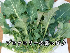 ブロッコリーの葉っぱ  ３００ｇ うさぎ 小動物
