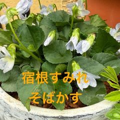 宿根すみれ　ソロリア　　フレックス