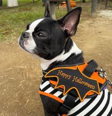 ユリウスk9 対応 デビルワッペン ハロウィン コスプレ 愛犬 Juliusk9 キロナイナー ドッグフェス
