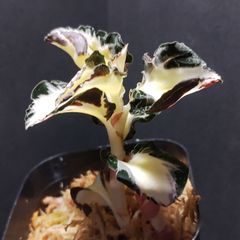 ブレクナム オブツサタムBlechnum obtusatum ② Blechnum obtusatum var. obtusatum [ ブレクナム・オブツサタム