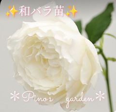 蕾付き！！✨香る純白の和バラ苗✨　カップ咲き　切り花品種　挿し木