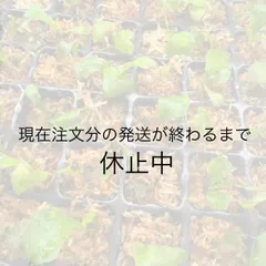 2025年最新】マダガスカリエンセの人気アイテム - メルカリ