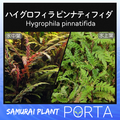 水草単品【ハイグロ】