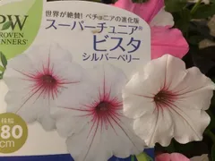 スーパーチュニア　ビスタ　シルバーベリー　3号苗 登録品種