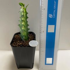多肉植物　ユーフォルビア　イエローゴースト　抜き苗　根付き