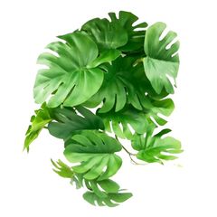 East Leaf 人工植物 爬虫類 ケージ 水槽 テラリウム ビバリウム 両生類 カメ カエル トカゲ 吸盤付き モンステラ 0