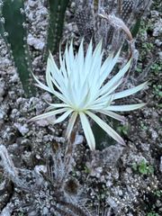 サボテン種子 奇想丸　100粒
