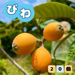 福岡県産 とれたてびわ ★注文後収穫 宅急便コンパクト