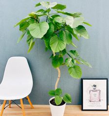 ［現品］5番　カシワバゴムの木　フィカス　リラータ　ストレート　8号　大型　室内 現品］5番 カシワバゴムの木 フィカス リラータ ストレート 8号