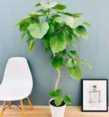 2026年最新】ウンベラータ 大型の人気アイテム - メルカリ