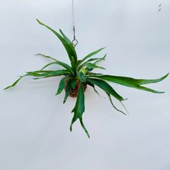 【404V】【第四種郵便発送】ベイチー（ビーチー）（Platycerium veitchii） の苔玉