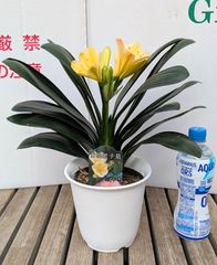【訳あり】君子蘭　光玲　ダルマ系　クリビアミニアータ　黄色　クンシラン　ミレイ