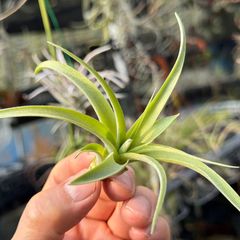 チランジア ストレプトフィラ×キセログラフィカ Tillandsia streptophylla × Tillandsia xerographica＊エアプランツ＠フラワーショップ江口