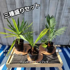 ❶ワシントンヤシ★引取限定★幹高1m50 ➀ワシントンヤシ☆引取限定☆幹高1m50