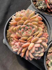 お纏め　多肉植物　小苗❁︎アリエル錦　発根済 Hoshi☆Taniku