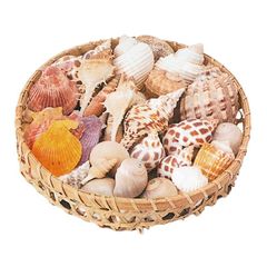 インテリアシェル500g インテリア 夏 飾り付け 店内装飾 行事 夏 イベント 幼稚園 保育園 学校行事 POP ディスプレイ
