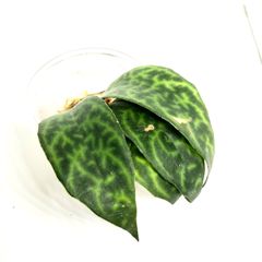 【発根済み】エスキナンサス　マルモラタス　新芽展開中