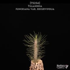 送料無料】xHohenmea 'Ninja Starburst'〔ホヘンメア〕現品発送