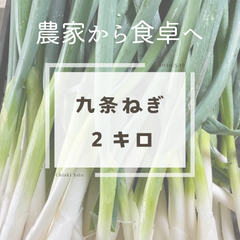 農家直送‼️九条ねぎ２キロ（15本程度）‼️新鮮採りたて‼️